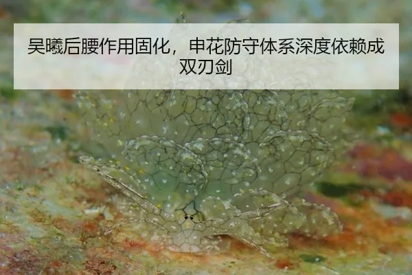 吴曦后腰作用固化，申花防守体系深度依赖成双刃剑